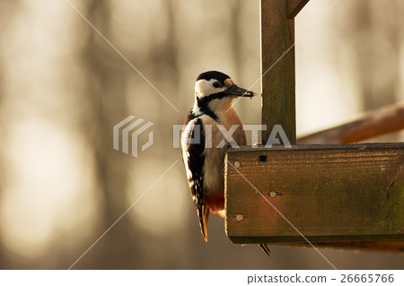 Great Spotted Woodpecker (Dendrocopos major)  26665766