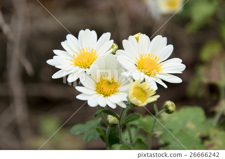 3-wheel noodle chrysanthemum 3-wheel noodle chrysanthemum 26666242