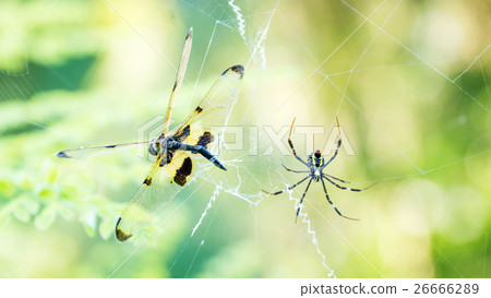 spider kill a dragonfly on a spider web. 26666289