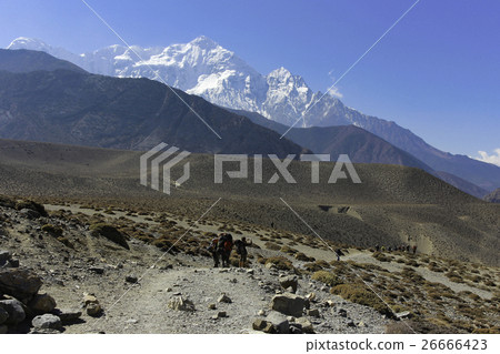 Kagbeni village in the Himalayas Nepal.  26666423