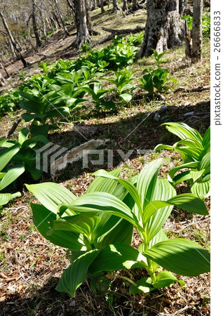 Young leaves Young leaves 26666833