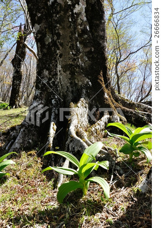 Young leaves Young leaves 26666834