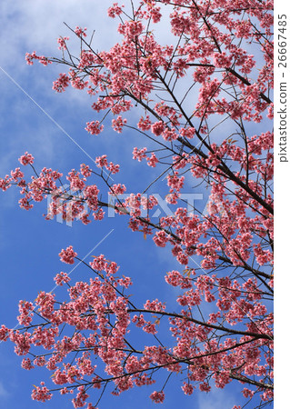 sakura pink flower in, Thailand 26667485