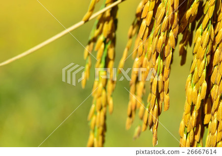 ear of rice ear of rice 26667614