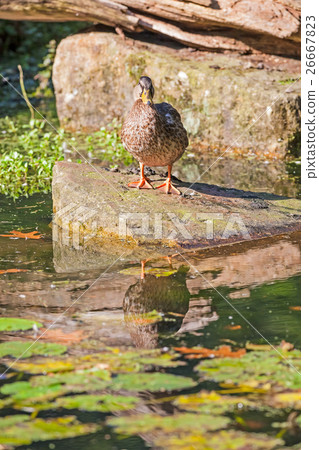 duck or goose 26667823