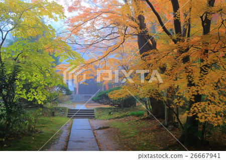 Autumn leaves of Hiraizumi Chusonji, a World Heritage Site Autumn leaves of Hiraizumi Chusonji, a World Heritage Site 26667941