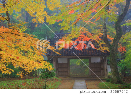 Autumn leaves of Hiraizumi Chusonji, a World Heritage Site Autumn leaves of Hiraizumi Chusonji, a World Heritage Site 26667942