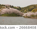 Sakura and pond 26668408