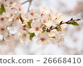 Cherry Blossoms	 26668410