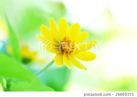 Meranpojiumu 26669355