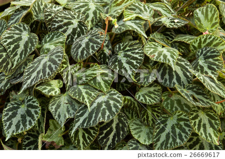 Beautiful begonia leaves Beautiful begonia leaves 26669617