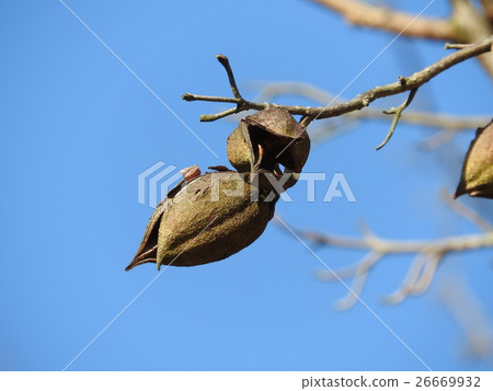 Tung nut (shell) 26669932
