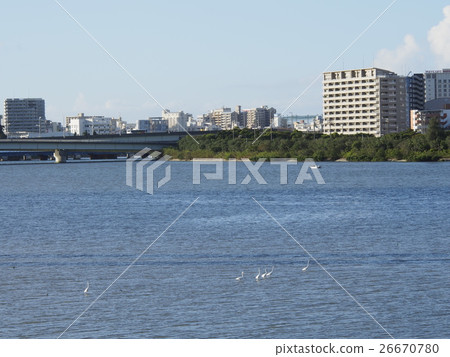 一群蒼鷺 26670780