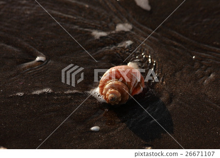 Seashell of a sandy beach 26671107