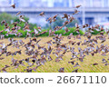 Hundreds of birds flying together 26671110