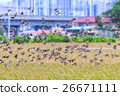 Hundreds of birds flying together 26671111
