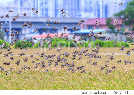 Hundreds of birds flying together 26671111