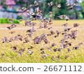 Hundreds of birds flying together 26671112