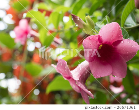 Pink flowers with water drops. Pink flowers with water drops. 26671361