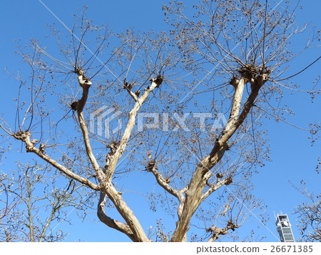 It is a fruit of a crisp berry. If you pick up the fruit in the late autumn and dry it you can collect the seeds, which can be increased further. 26671385