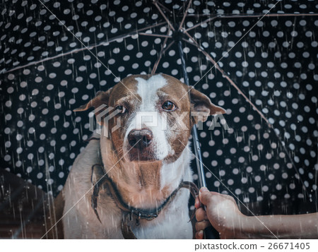 Dog with umbrella,in the raining day. Dog with umbrella,in the raining day. 26671405