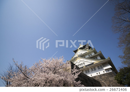 Osaka Castle Cherry Blossoms 26671406