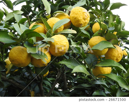 Yuzu features a citrus sour taste and a refreshing scent. As the cultivation record of the Nara period remained, it has been loved for a long time. 26671500