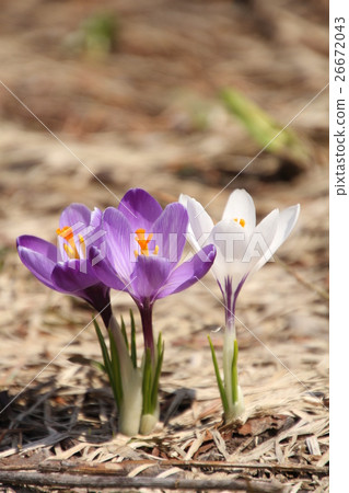藏紅花，紫色和白色番紅花三輪 26672043