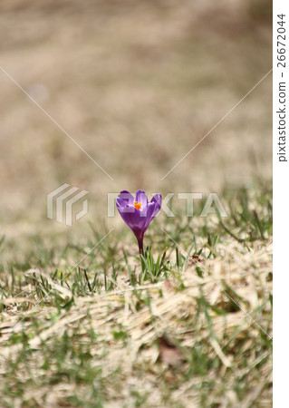 Saffron flower, purple crocus single wheel 26672044