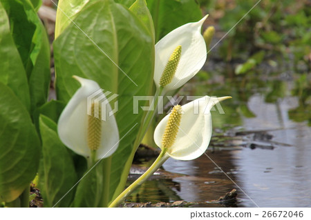Water basho flower, field flower, spring flowers 26672046
