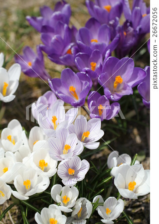 Saffron Flowers White And Purple Crocuses Plenty Stock Photo 26672056 Pixta