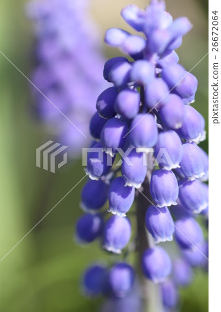 Muscari, spring 26672064