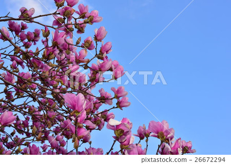 Magnolia Magnolia 26672294