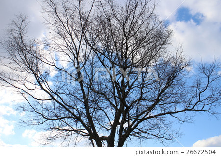冬天的天空 26672504
