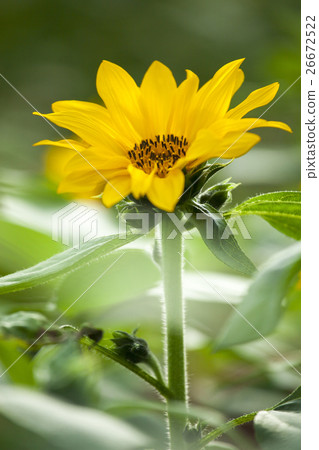 鮮花,向日葵,太陽花,向日葵,向日葵,向日葵,向日葵,花 鮮花,向日葵,太陽花,向日葵,向日葵,向日葵,向日葵,花 26672522