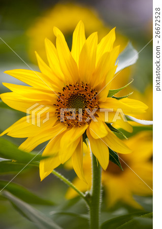 鮮花,向日葵,太陽花,向日葵,向日葵,向日葵,向日葵,花 鮮花,向日葵,太陽花,向日葵,向日葵,向日葵,向日葵,花 26672528