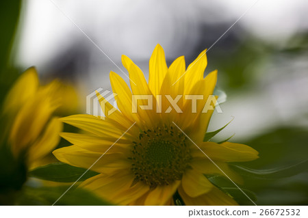 鮮花,向日葵,太陽花,向日葵,向日葵,向日葵,向日葵,花 鮮花,向日葵,太陽花,向日葵,向日葵,向日葵,向日葵,花 26672532