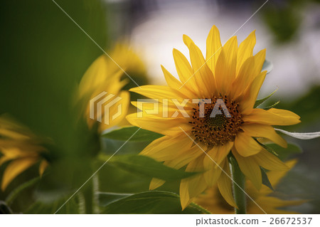 鮮花,向日葵,太陽花,向日葵,向日葵,向日葵,向日葵,花 鮮花,向日葵,太陽花,向日葵,向日葵,向日葵,向日葵,花 26672537