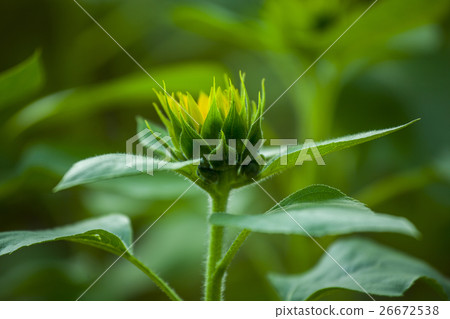 鮮花,向日葵,太陽花,向日葵,向日葵,向日葵,向日葵,花 鮮花,向日葵,太陽花,向日葵,向日葵,向日葵,向日葵,花 26672538