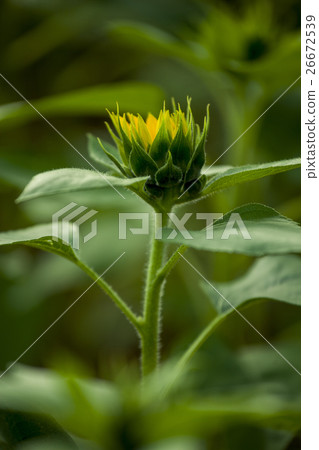 鮮花,向日葵,太陽花,向日葵,向日葵,向日葵,向日葵,花 鮮花,向日葵,太陽花,向日葵,向日葵,向日葵,向日葵,花 26672539