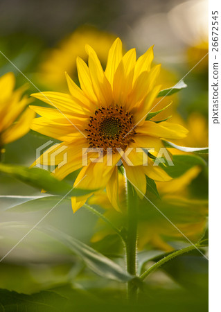 鮮花，向日葵，太陽花，向日葵，向日葵，向日葵，向日葵，花 26672545