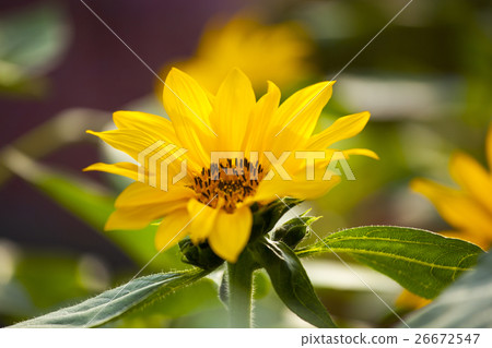 鮮花,向日葵,太陽花,向日葵,向日葵,向日葵,向日葵,花 鮮花,向日葵,太陽花,向日葵,向日葵,向日葵,向日葵,花 26672547
