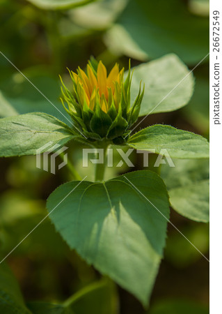鮮花,向日葵,太陽花,向日葵,向日葵,向日葵,向日葵,花 鮮花,向日葵,太陽花,向日葵,向日葵,向日葵,向日葵,花 26672549