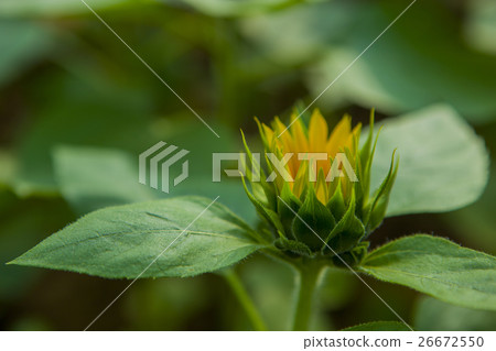 鮮花,向日葵,太陽花,向日葵,向日葵,向日葵,向日葵,花 鮮花,向日葵,太陽花,向日葵,向日葵,向日葵,向日葵,花 26672550