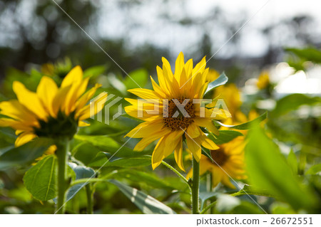 鮮花,向日葵,太陽花,向日葵,向日葵,向日葵,向日葵,花 鮮花,向日葵,太陽花,向日葵,向日葵,向日葵,向日葵,花 26672551