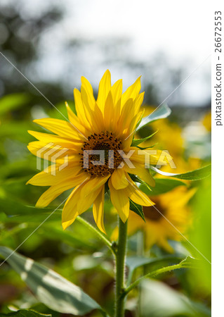 鮮花,向日葵,太陽花,向日葵,向日葵,向日葵,向日葵,花 鮮花,向日葵,太陽花,向日葵,向日葵,向日葵,向日葵,花 26672553