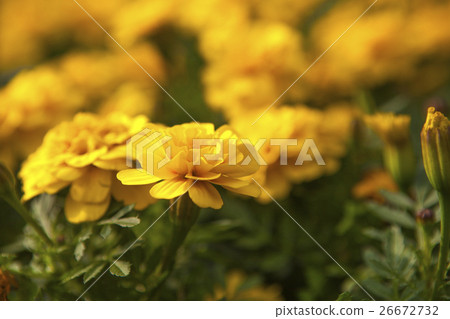 Manju chrysanthemum, chrysanthemum, Marigold flower, chrysanthemum, marigold flower, chrysanthemum Manju chrysanthemum, chrysanthemum, Marigold flower, chrysanthemum, marigold flower, chrysanthemum 26672732
