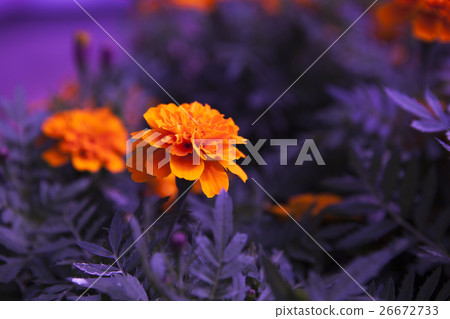 萬壽菊,菊花,萬壽菊花,菊花,萬壽菊花,菊花 萬壽菊,菊花,萬壽菊花,菊花,萬壽菊花,菊花 26672733