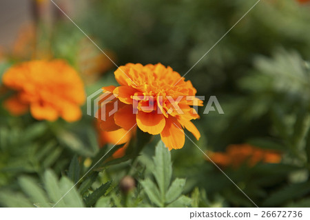 萬壽菊,菊花,萬壽菊花,菊花,萬壽菊花,菊花 萬壽菊,菊花,萬壽菊花,菊花,萬壽菊花,菊花 26672736