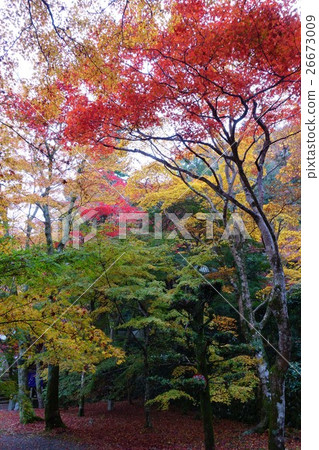 Autumn leaves of cattle Takiyama 26673009